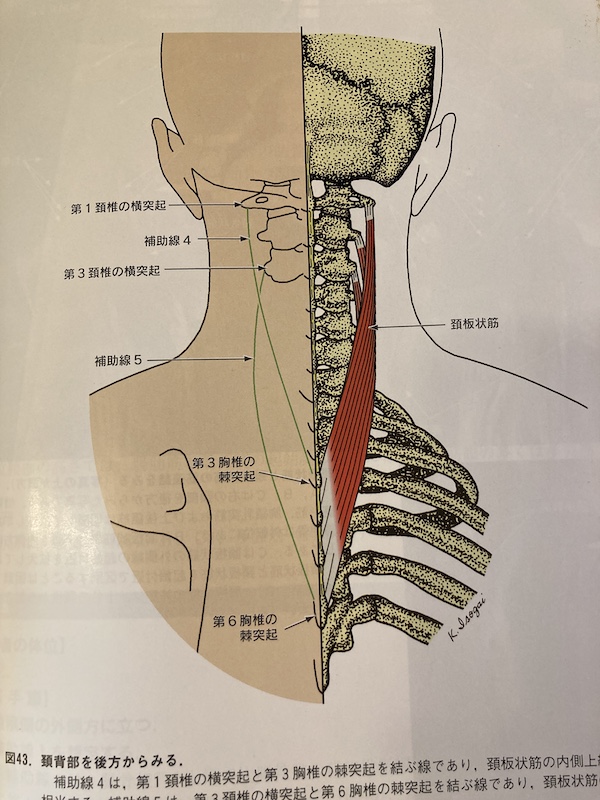 肩甲骨に付着している筋肉と、首に付着している筋肉の関係図
